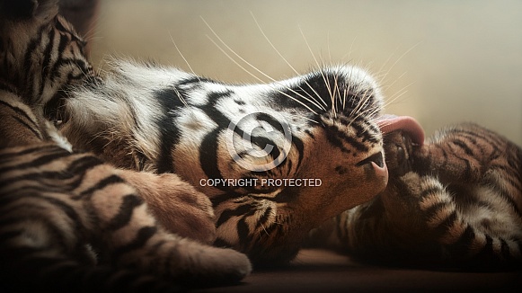 Beautiful tiger in the nature habitat. Tiger pose in amazing light. Wildlife scene with wild animal. Indian wildlife. Indian tiger. Panthera tigris tigris.