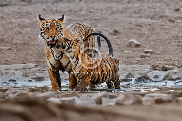 Beautiful tiger in the nature habitat. Tiger pose in amazing light. Wildlife scene with wild animal. Indian wildlife. Indian tiger. Panthera tigris tigris.