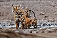 Beautiful tiger in the nature habitat. Tiger pose in amazing light. Wildlife scene with wild animal. Indian wildlife. Indian tiger. Panthera tigris tigris.