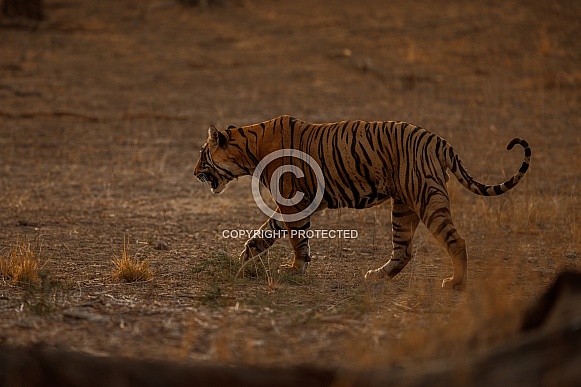 Beautiful tiger in the nature habitat. Tiger pose in amazing light. Wildlife scene with wild animal. Indian wildlife. Indian tiger. Panthera tigris tigris.