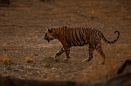 Beautiful tiger in the nature habitat. Tiger pose in amazing light. Wildlife scene with wild animal. Indian wildlife. Indian tiger. Panthera tigris tigris.