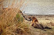 Beautiful tiger in the nature habitat. Tiger pose in amazing light. Wildlife scene with wild animal. Indian wildlife. Indian tiger. Panthera tigris tigris.