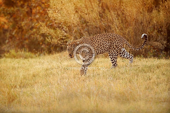 African leopard - Great shot but may not appeal as art reference due to the damaged nose