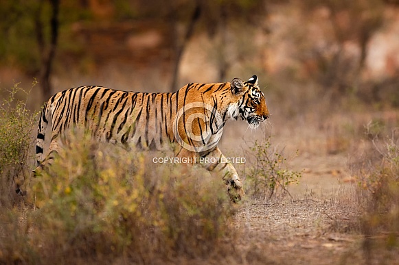 Beautiful tiger in the nature habitat. Tiger pose in amazing light. Wildlife scene with wild animal. Indian wildlife. Indian tiger. Panthera tigris tigris.