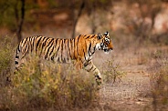 Beautiful tiger in the nature habitat. Tiger pose in amazing light. Wildlife scene with wild animal. Indian wildlife. Indian tiger. Panthera tigris tigris.