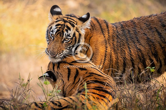 Beautiful tiger in the nature habitat. Tiger pose in amazing light. Wildlife scene with wild animal. Indian wildlife. Indian tiger. Panthera tigris tigris.