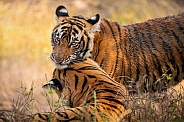 Beautiful tiger in the nature habitat. Tiger pose in amazing light. Wildlife scene with wild animal. Indian wildlife. Indian tiger. Panthera tigris tigris.