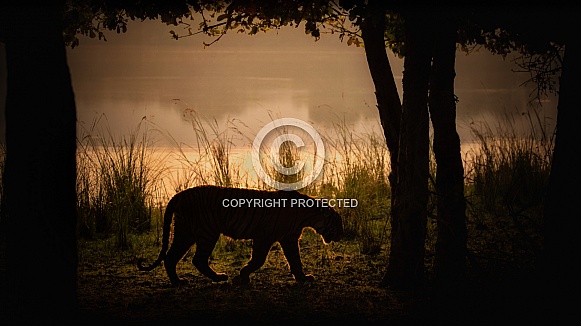 Beautiful tiger in the nature habitat. Tiger pose in amazing light. Wildlife scene with wild animal. Indian wildlife. Indian tiger. Panthera tigris tigris.