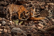 Beautiful tiger in the nature habitat. Tiger pose in amazing light. Wildlife scene with wild animal. Indian wildlife. Indian tiger. Panthera tigris tigris.