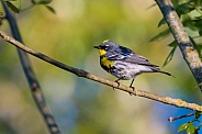 Yellow-rumped Warbler, Audubon's Race