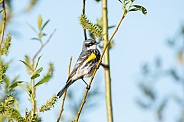 Yellow-rumped Warbler, Mrytle Race