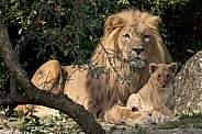 African Lion and Cub