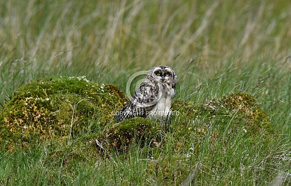 Juvenile Short-eared Owl