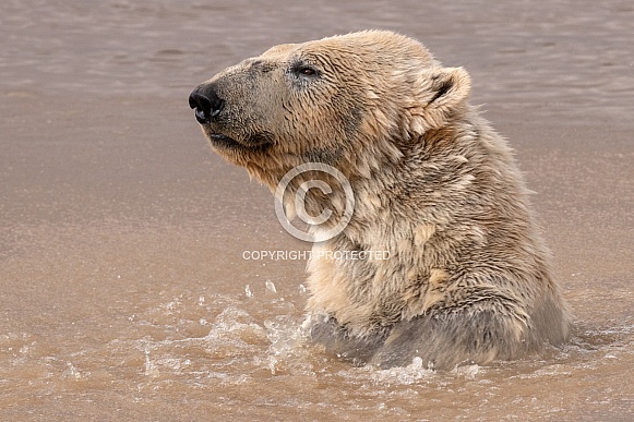 Polar Bear In Water