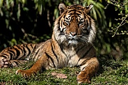 Sumatran Tiger Lying Down In Sunshine