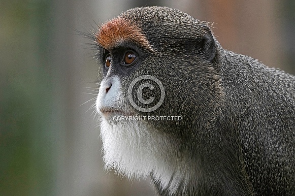 De Brazza Monkey Side Profile Close Up