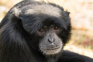 Siamang Gibbon Face Shot Close Up