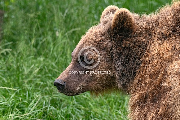 grizzly bear side view