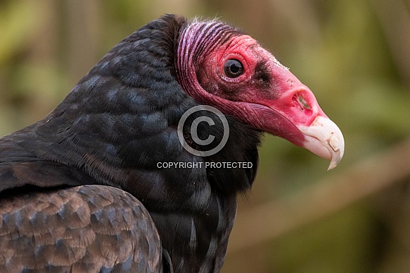 Turkey Vulture Side Profile Close Up