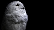 Snowy Owl Black Background