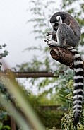 Ring Tailed Lemur Full Body And Tail