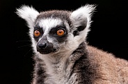 Ring Tailed Lemur Close Up Face Shot Black Background