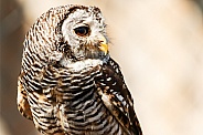Chaco Owl Looking To The Side
