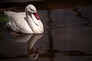 Coscoroba Swan Swimming Reflection In Water