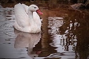 Coscoroba Swan Full Body Swimming