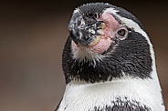 Humboldt Penguin Face Shot Close Up