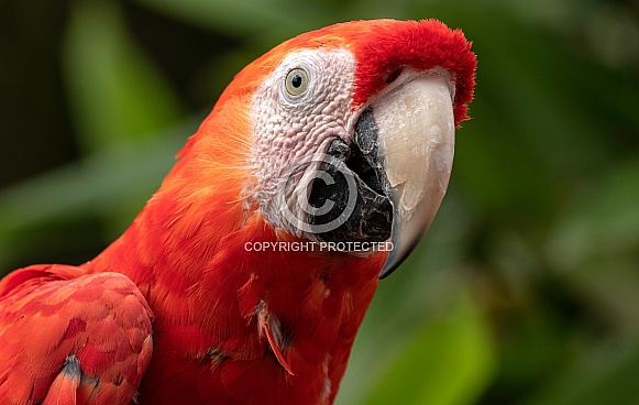Green Wing Macaw Close Up Face Shot