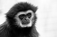 Lar Gibbon Close Up Head Shot Black and White