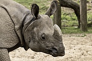 Greater One Horned Rhino Close Up