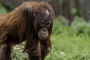 Borean Orangutan Youngster Standing Looking At Camera