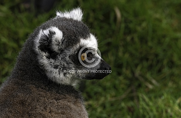 Ring Tailed Lemur Head Shot Side Profile