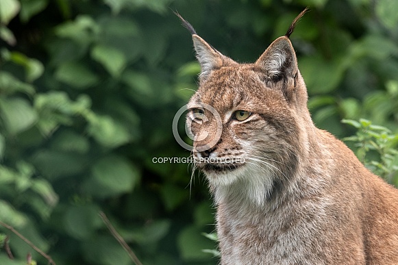 Eurasian Lynx Close Up