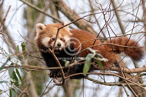 Red Panda Cub Climbing In Tree