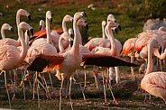 Chilean Flamingos Group