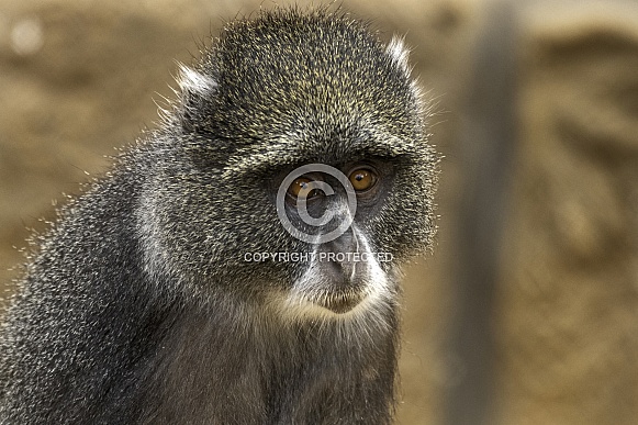 Guenon Monkey Close Up
