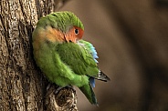 Love Bird Perched On Tree Asleep