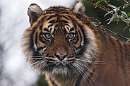 Sumatran Tiger Face Shot