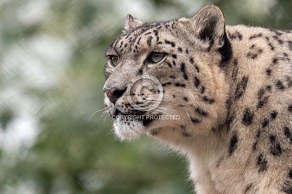 snow leopard profile