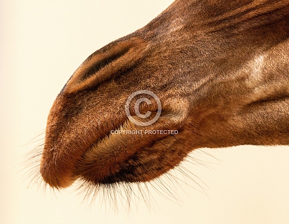 Giraffe Mouth Close Up Whiskers