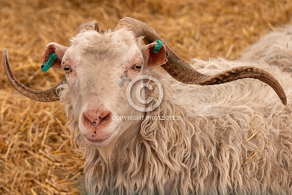 Goat Face Shot Close Up Horns