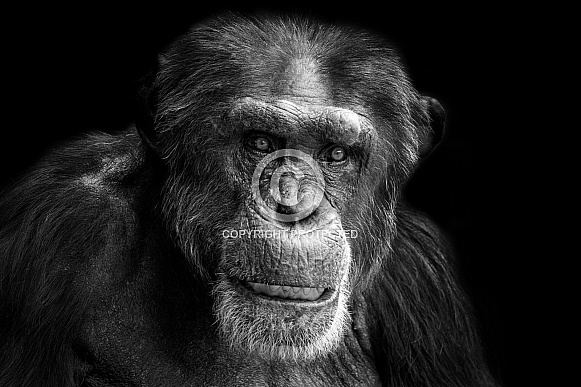 Chimpanzee Close Up Black and White