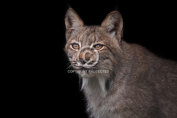 Canada Lynx Black Background