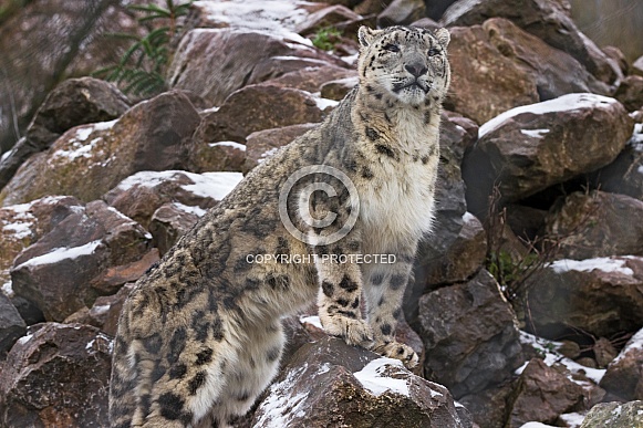 Snow Leopard On Snowy Rocks Wildlife Reference Photos For Artists
