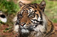 Sumatran Tiger Close Up Looking To The Side