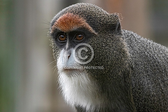 De Brazza Monkey Close Up Face Shot