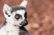 Ring Tailed Lemur Face Shot Close Up